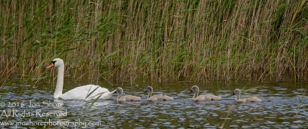 Swan and babies Kemeri National Park, Latvia. Tamron 600mm