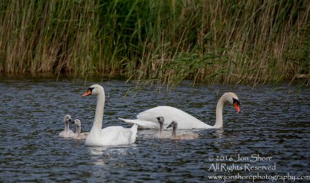 Swan and babies Kemeri National Park, Latvia. Tamron 600mm