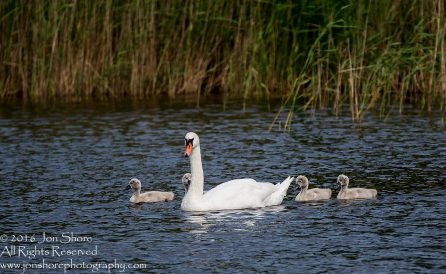 Swan and babies Kemeri National Park, Latvia. Tamron 600mm