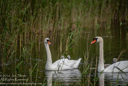 Swan and babies Kemeri National Park, Latvia. Tamron 600mm