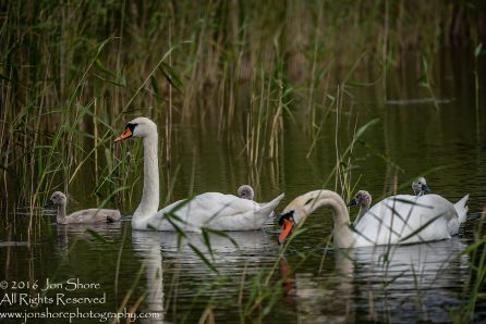 Swan and babies Kemeri National Park, Latvia. Tamron 600mm