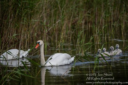 Swan and babies Kemeri National Park, Latvia. Tamron 600mm