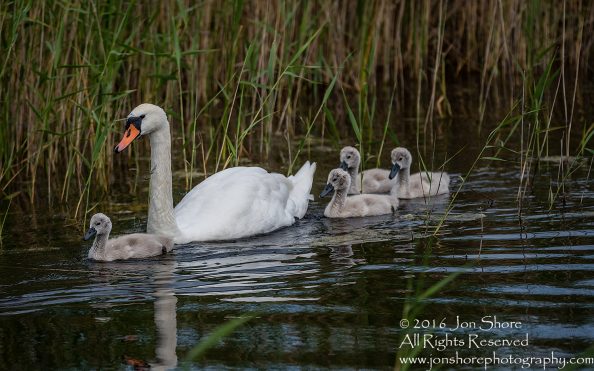 Swan and babies Kemeri National Park, Latvia. Tamron 600mm
