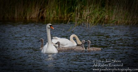 Swan and babies Kemeri National Park, Latvia. Tamron 600mm