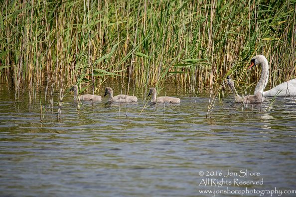 Swan and babies Kemeri National Park, Latvia. Tamron 600mm