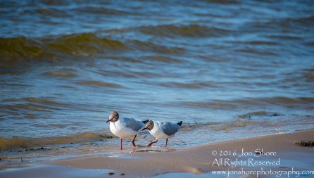 Two Seagulls walking along on Jurmala Latvia Beach. Tamron 300mm lens