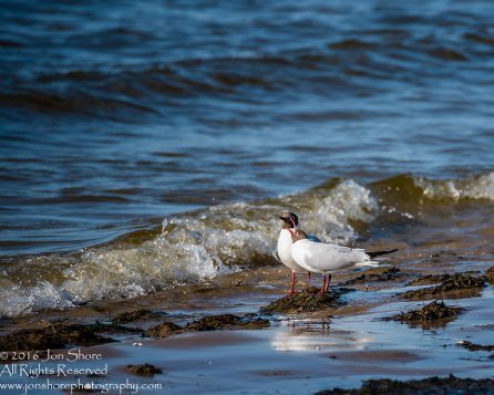 Two Seagulls walking along on Jurmala Latvia Beach. Tamron 300mm lens