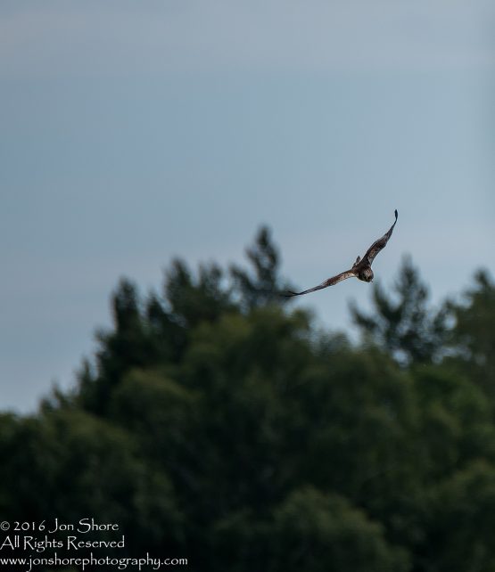 Western Marsh Harrier Kemeri National Park, Latvia. Tamron 600mm