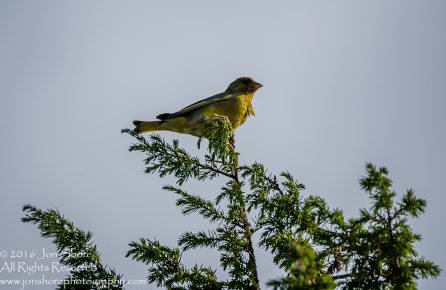 Green Finch Kemeri National Park, Latvia. Tamron 600mm