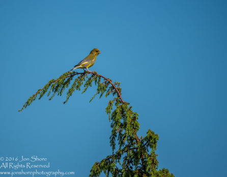 Green Finch Kemeri National Park, Latvia. Tamron 600mm
