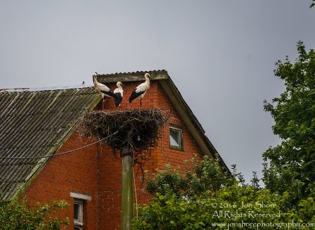 Three Storks in the nest.