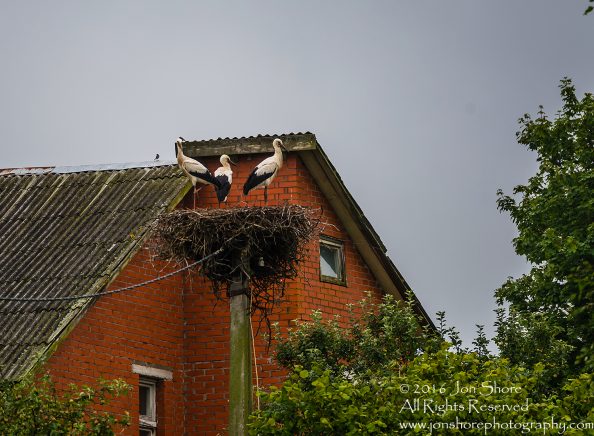 Three Storks in the nest.