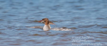 Sea Birds Fishing. Tamron 600mm lens