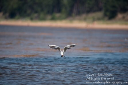 Black Headed Seagull Fishing. Tamron 600mm lens