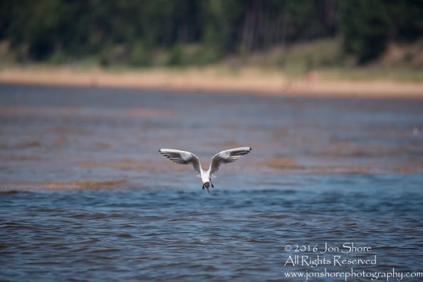 Black Headed Seagull Fishing. Tamron 600mm lens