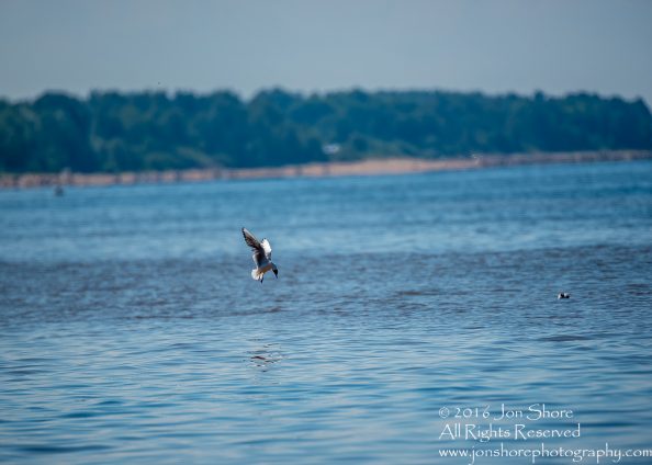 Black headed gull fishing near Tuja, Latvia on Baltic Sea. Tamron 600mm