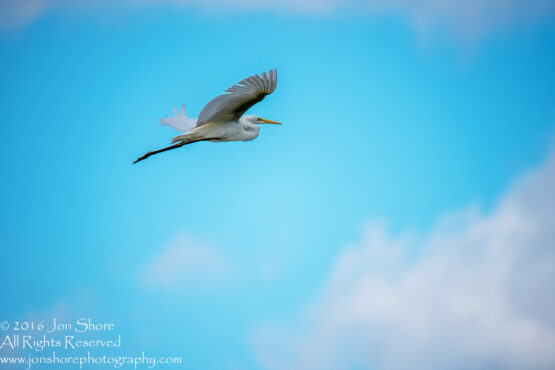 Great White Heron Flying Kemeri National Park