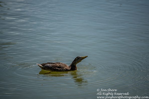 Mallard Duck Female