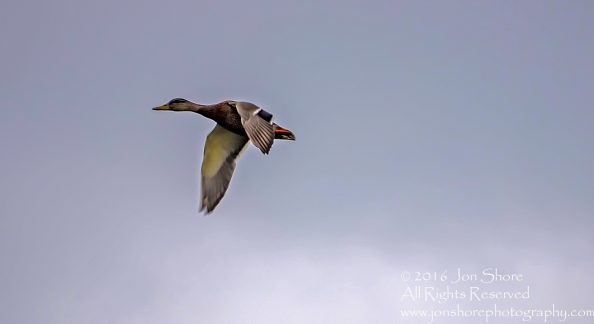Mallard in Flight