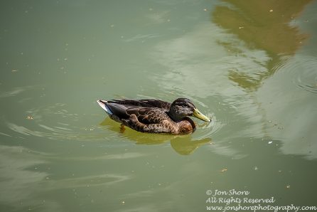 Mallard Duck Female