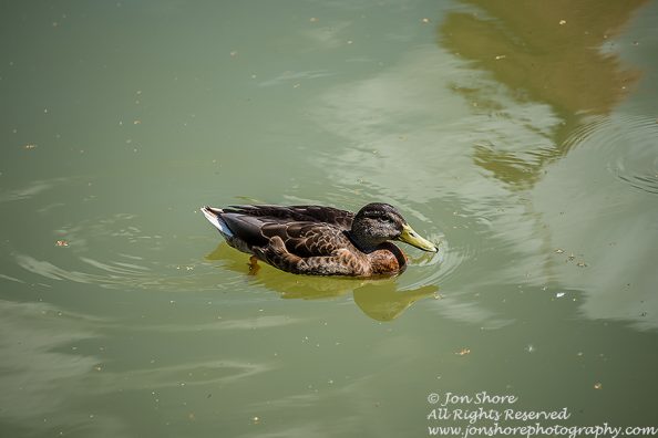 Mallard Duck Female