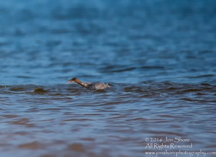 Sea Birds Fishing. Tamron 600mm lens
