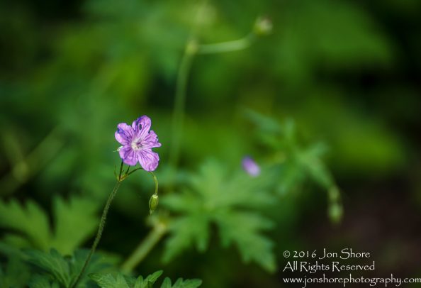 Purple Flower. Tamron 90mm Macro