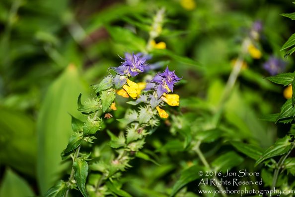 Purple Flower. Tamron 90mm Macro