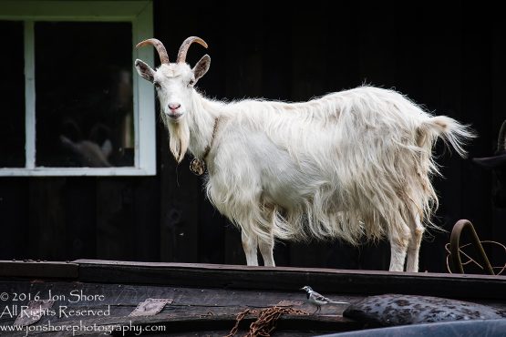 Goat in Estonia