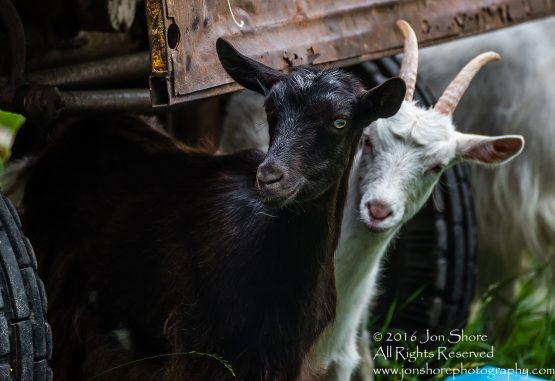 Goats in Estonia.
