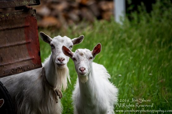 Goats in Estonia.