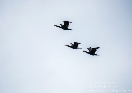 Great Cormorants Flying Kemeri National Park