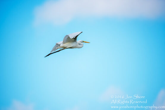 Great White Heron Flying Kemeri National Park