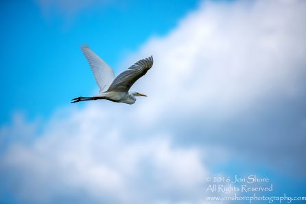 Great White Heron Flying Kemeri National Park