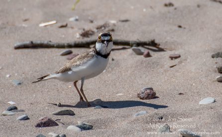 Little ringed plover on beach