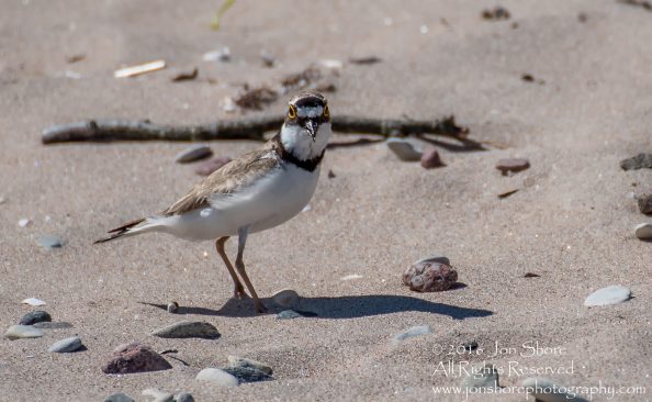 Little ringed plover on beach