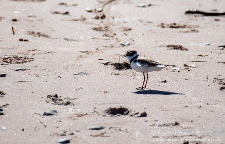 Little ringed plover on beach