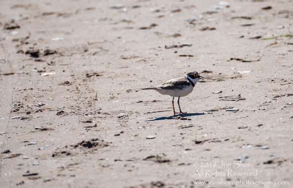 Little ringed plover on beach