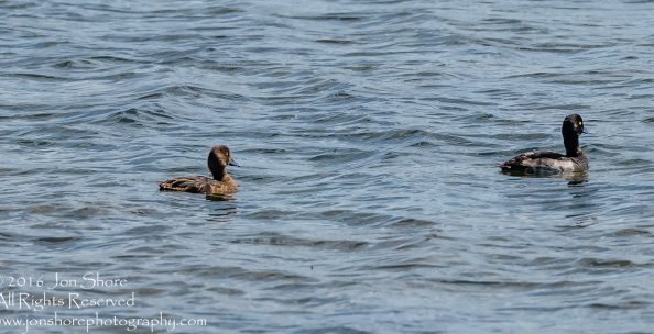Pair of tufted ducks Estonia