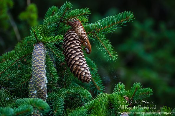 Pine cones