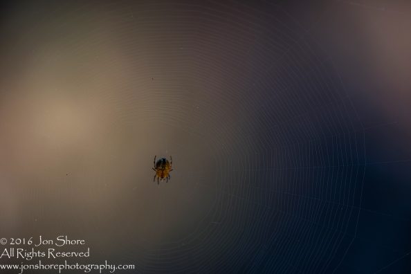Spider on web macro. Tamron 90mm macro lens