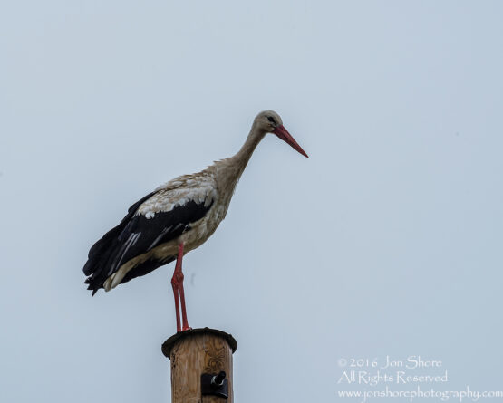 Stork on a pole