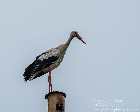 Stork on a pole