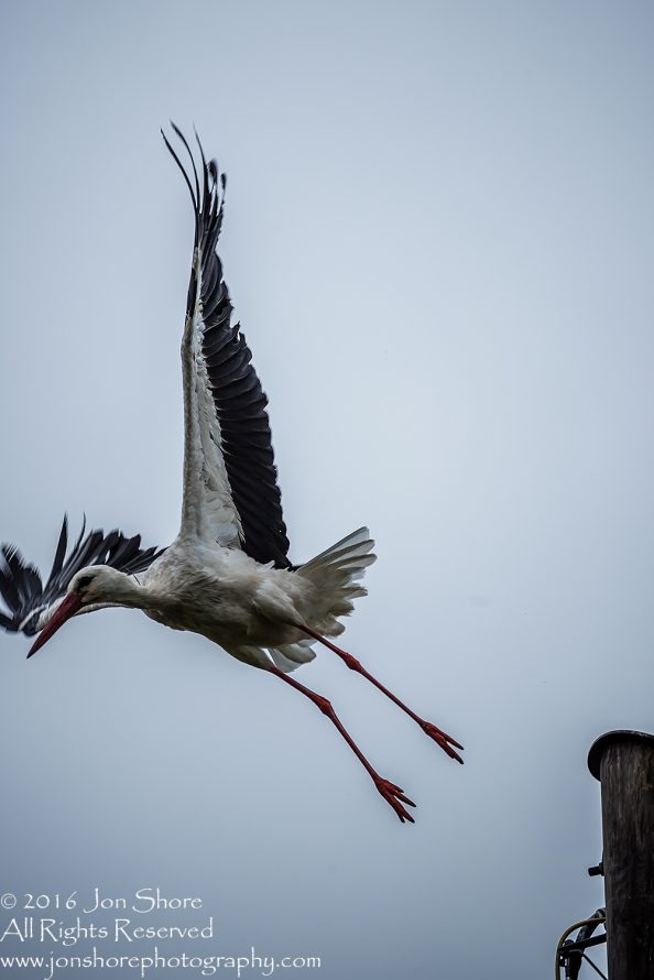 Stork taking off