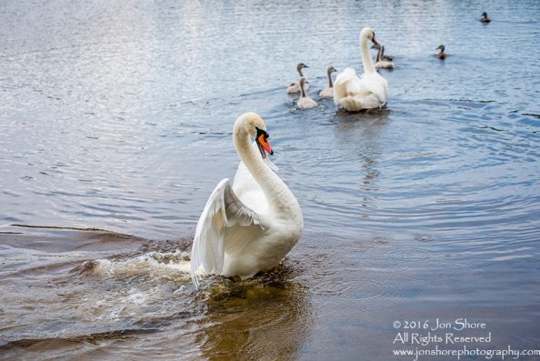 Swan attacking. Tamron 300mm