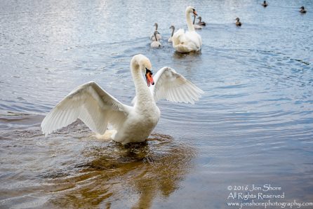 Swan attacking. Tamron 300mm