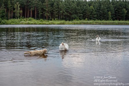 Swan attacking Billy the Golden Retriever. Tamron 300mm
