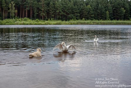 Swan attacking Billy the Golden Retriever. Tamron 300mm