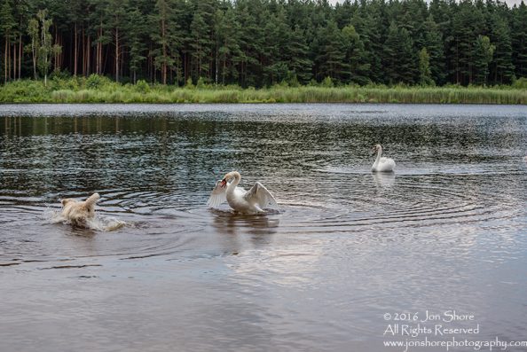 Swan attacking Billy the Golden Retriever. Tamron 300mm
