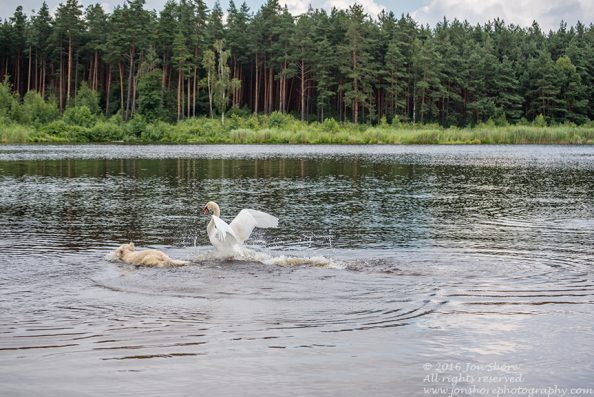Swan attacking Billy the Golden Retriever. Tamron 300mm